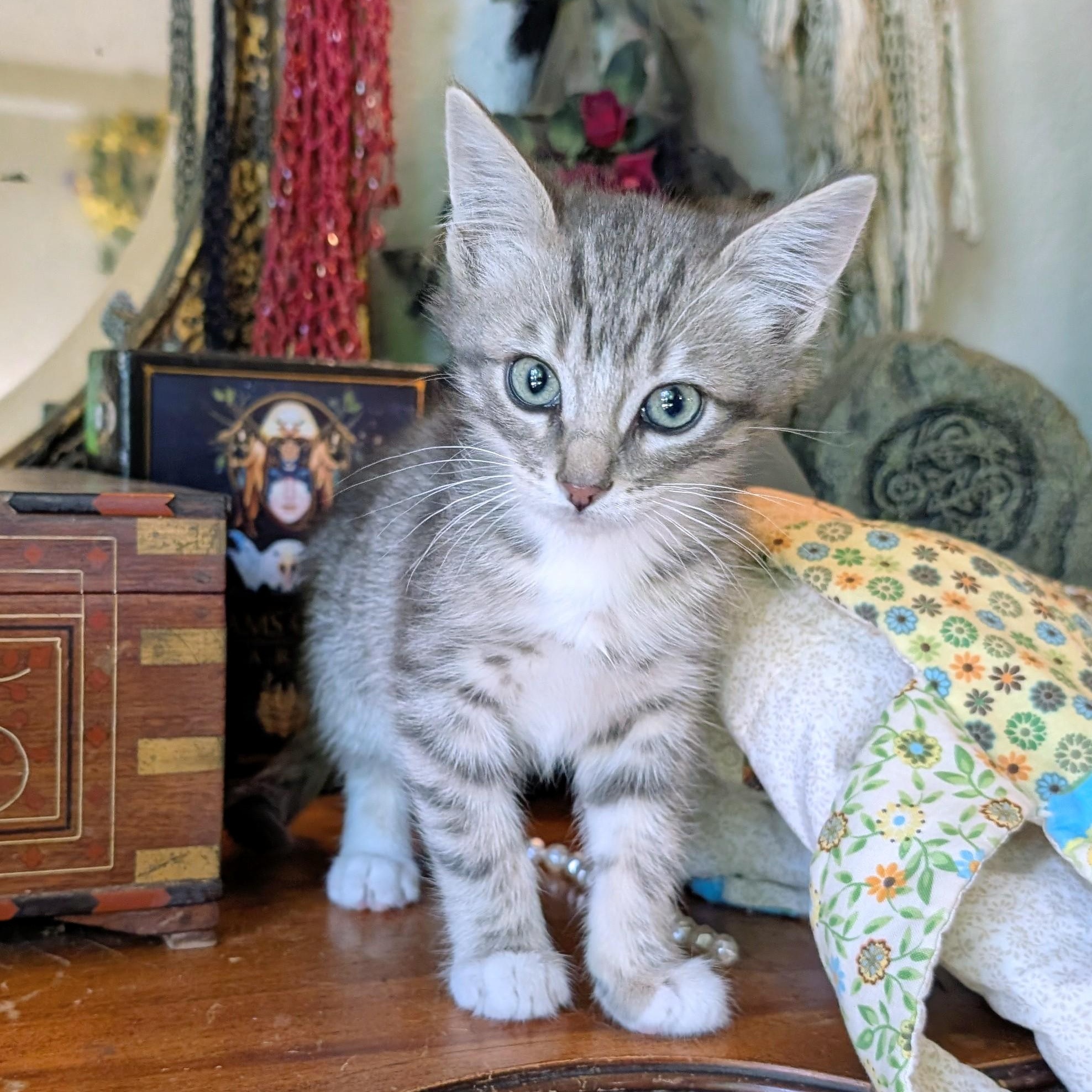 Hetepi, Adoptable, Kitten Male Domestic Short Hair & Tabby.