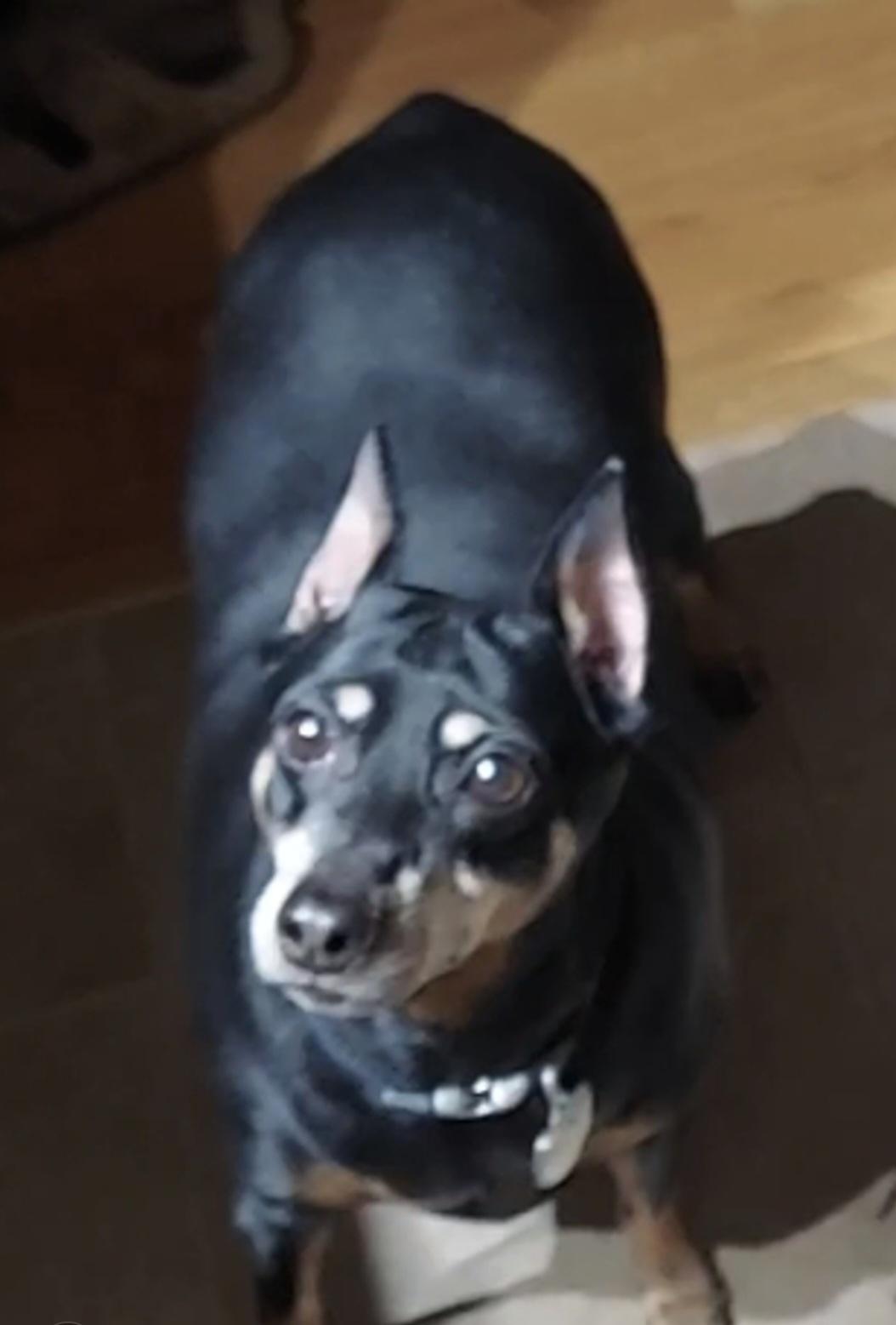 Jackie, a Adopted Miniature Pinscher in Oak Creek, WI image 1/2