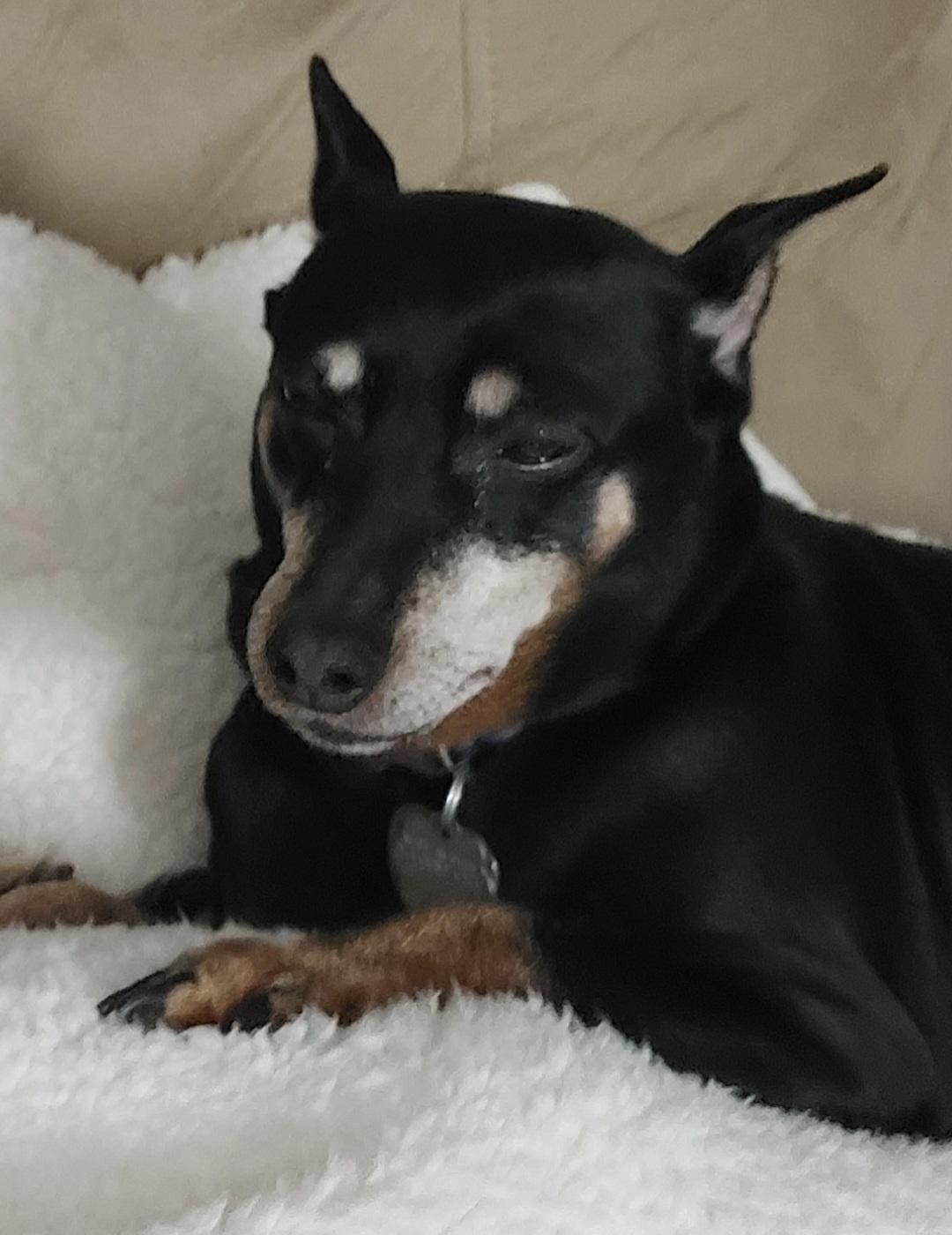 Jackie, a Adopted Miniature Pinscher in Oak Creek, WI image 2/2