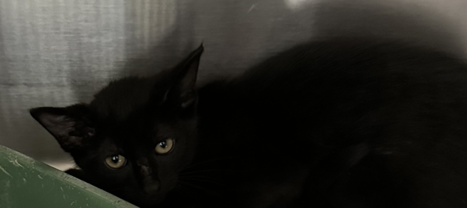 Enlarge Blackie, a Adopted Domestic Short Hair in Galesburg, IL image 1/1