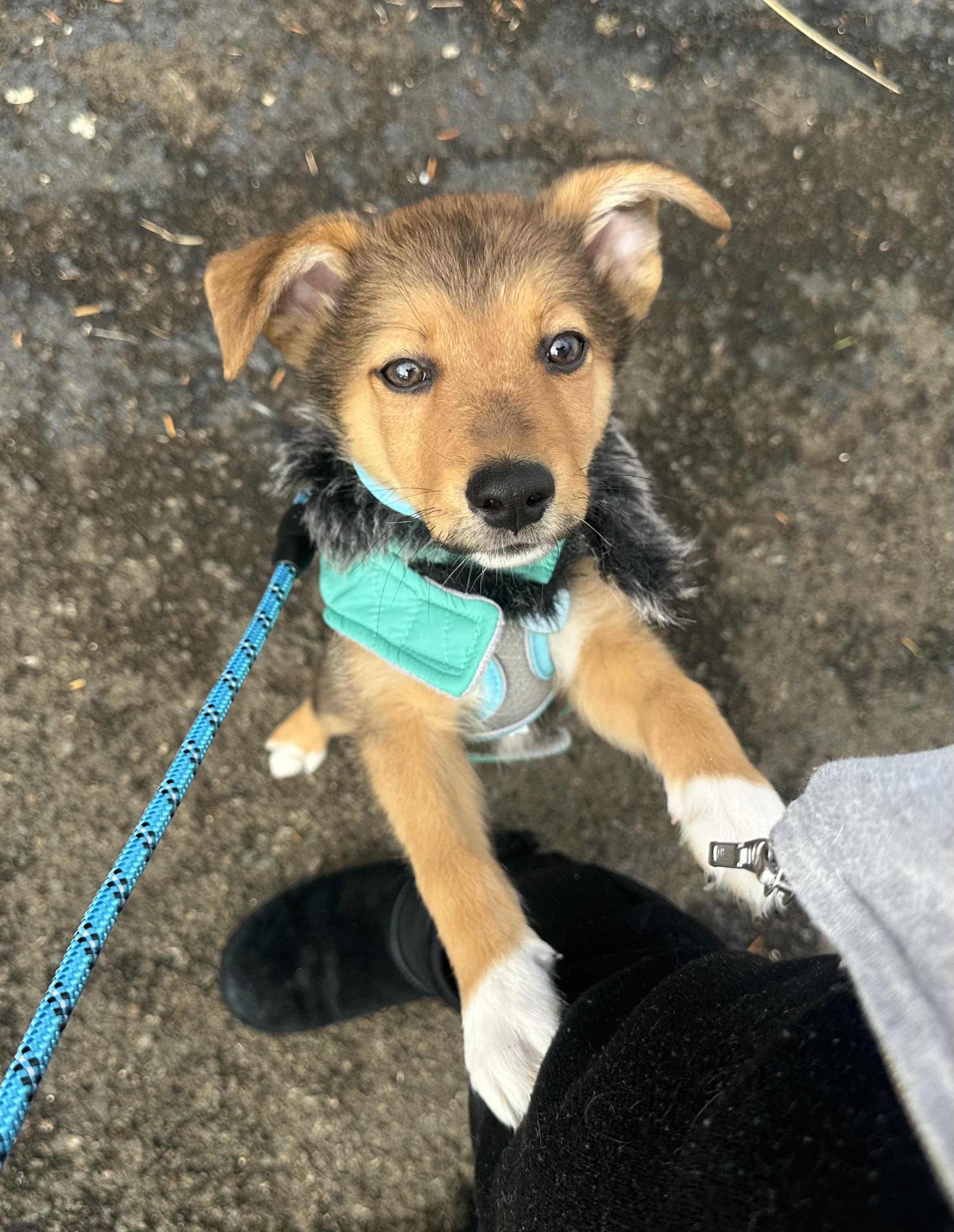 BENJAMIN, a ADOPTABLE mixed breed in Dumont, NJ image 4/6