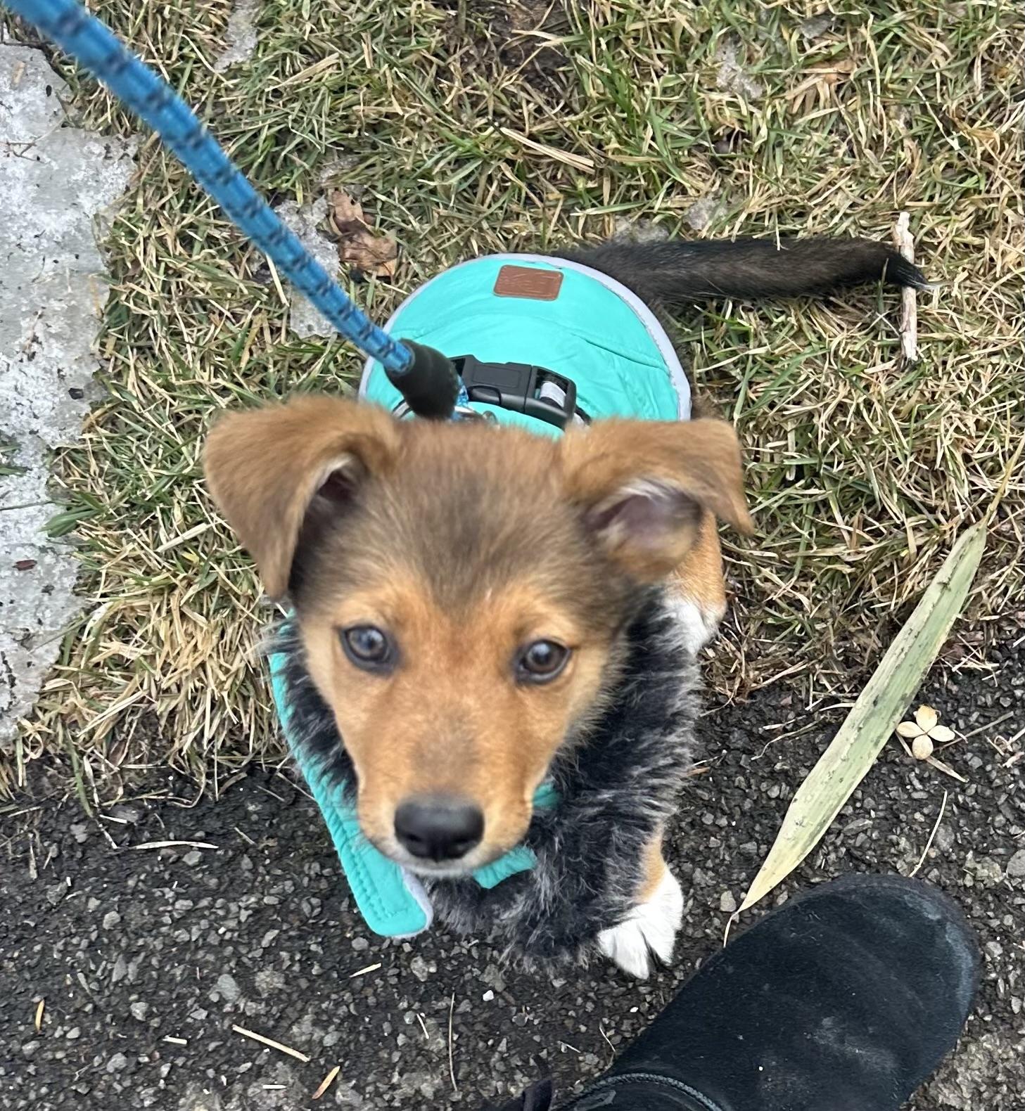 BENJAMIN, a ADOPTABLE mixed breed in Dumont, NJ image 5/6