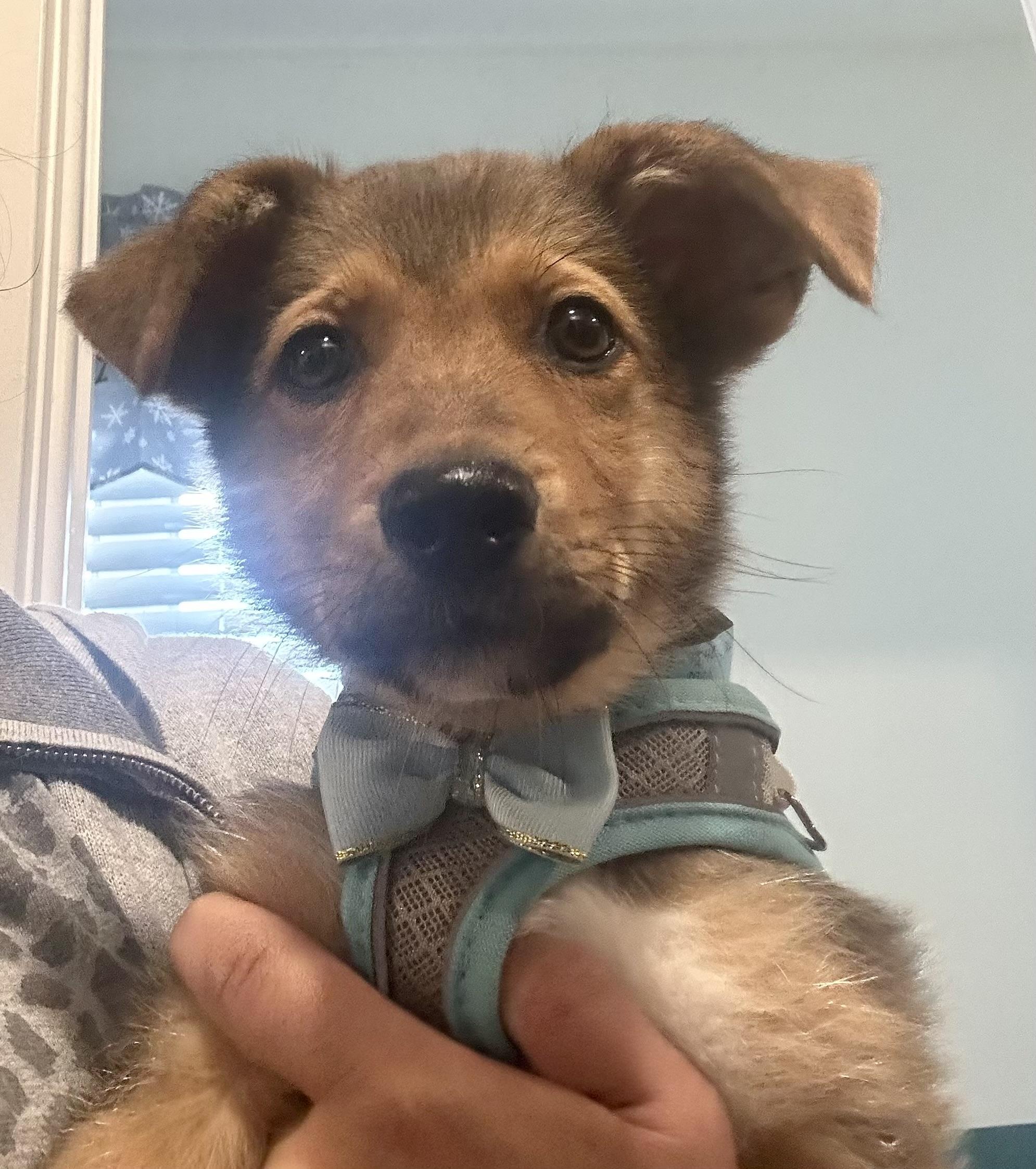 BENJAMIN, a ADOPTABLE mixed breed in Dumont, NJ image 6/6