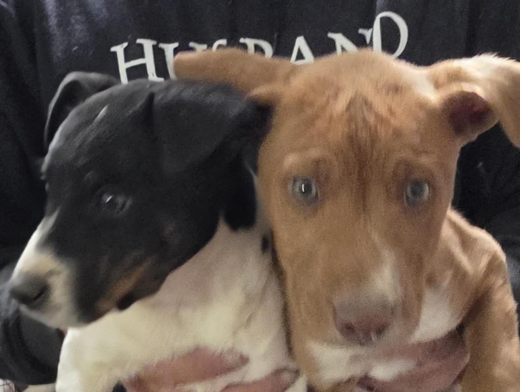 Enlarge Huckle Hound, a Adoptable mixed breed in Fort Stockton, TX image 2/2