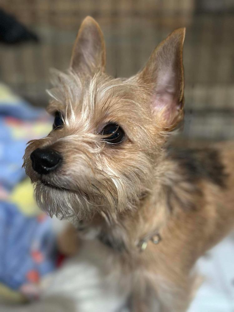 Alfie, Adoptable, Puppy Male Terrier & Chihuahua.