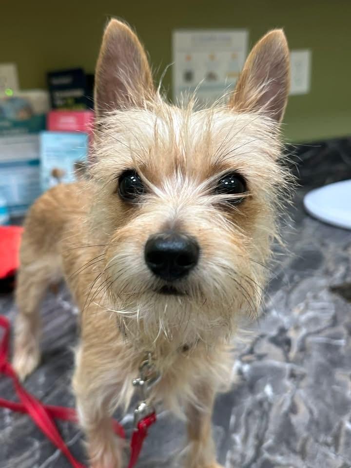 Alfie — thumbnail 2