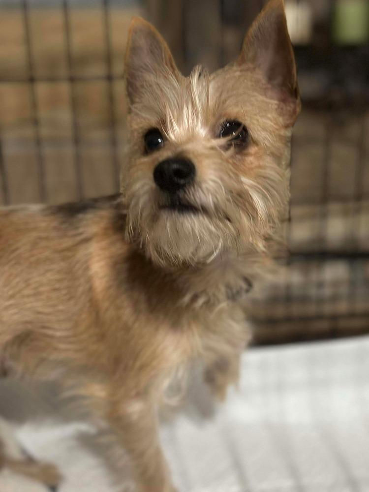 Alfie — thumbnail 3