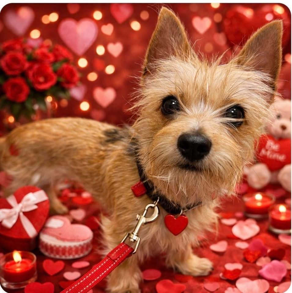 Alfie — thumbnail 4