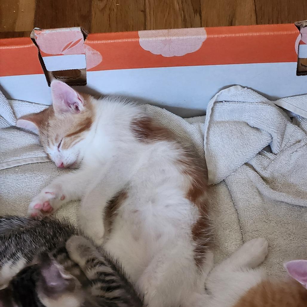 Enlarge Avery, a Adoptable Domestic Short Hair in Abbotsford, BC image 1/2