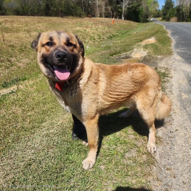 Enlarge Titus, a ADOPTABLE mixed breed in Manhasset, NY image 5/6