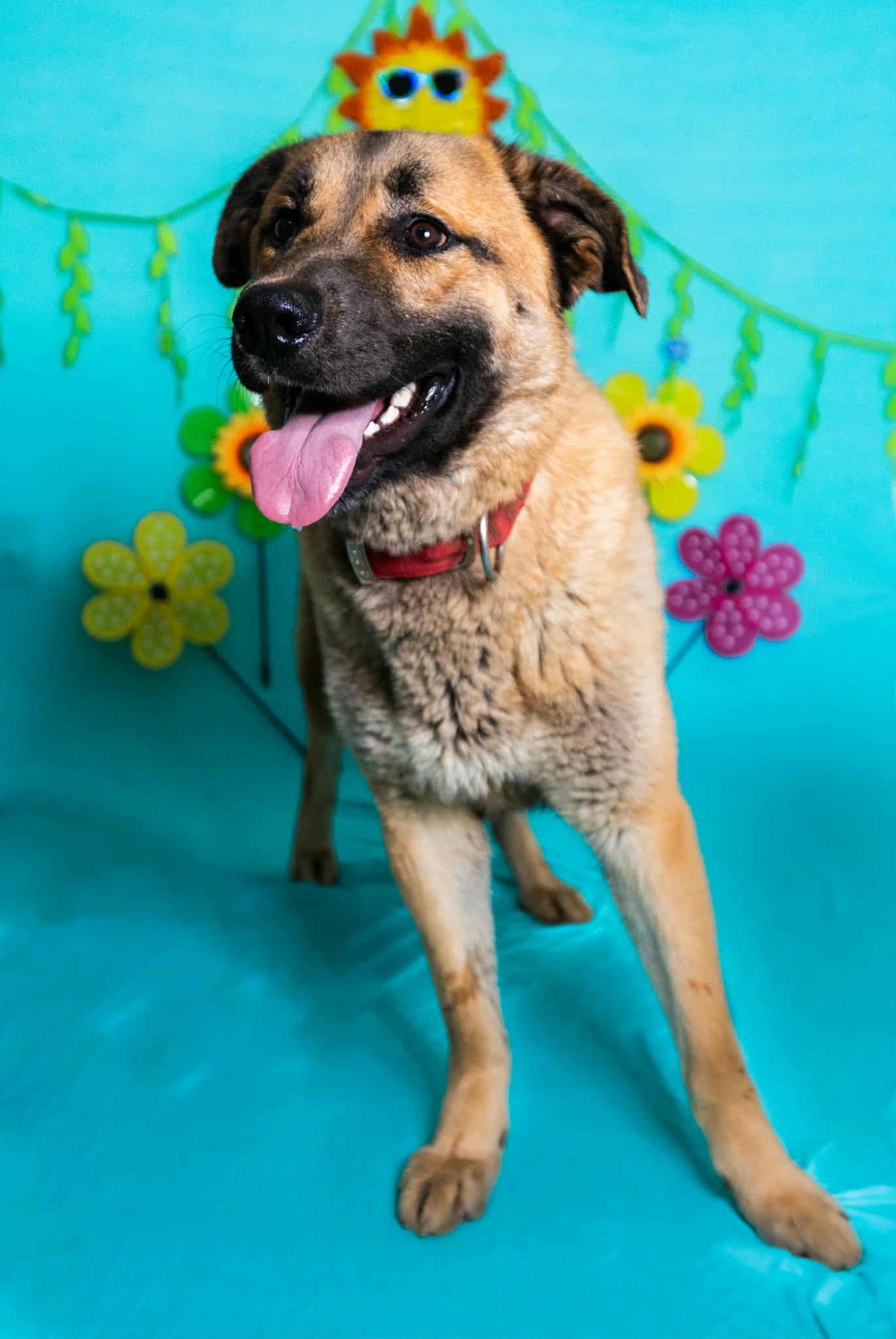 Enlarge Titus, a ADOPTABLE mixed breed in Manhasset, NY image 3/6