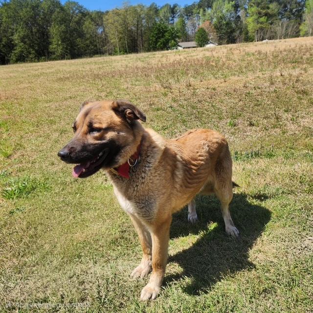 Enlarge Titus, a ADOPTABLE mixed breed in Manhasset, NY image 1/6