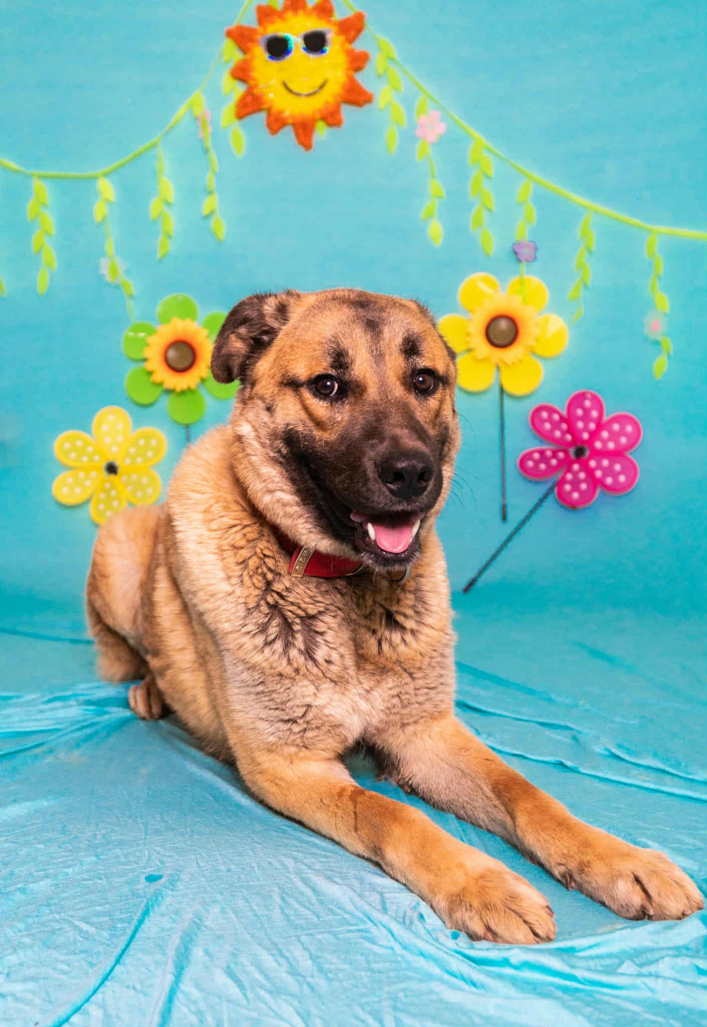 Enlarge Titus, a ADOPTABLE mixed breed in Manhasset, NY image 2/6