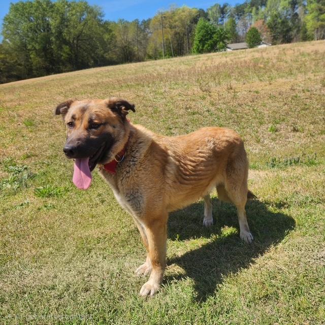 Enlarge Titus, a ADOPTABLE mixed breed in Manhasset, NY image 6/6