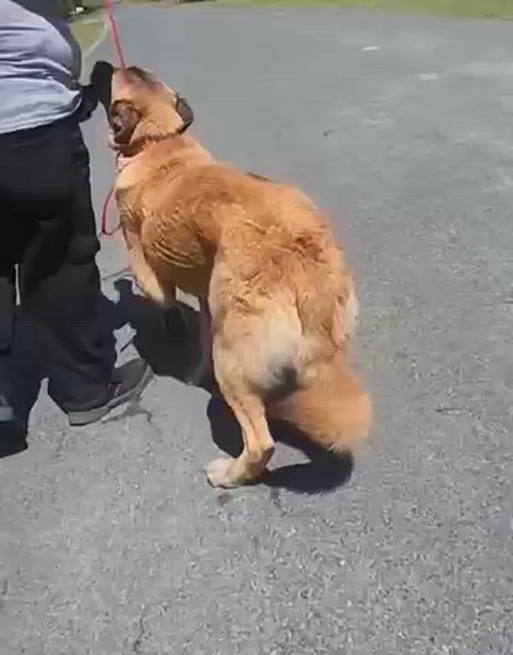 Enlarge Titus, a ADOPTABLE mixed breed in Manhasset, NY video 4/6