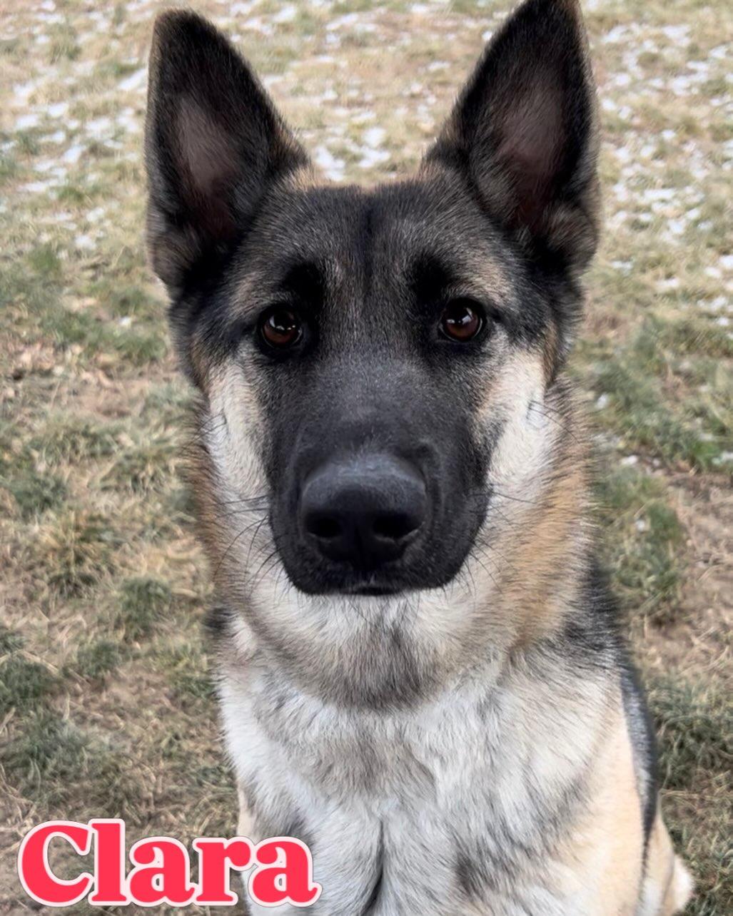 Clara Tag #2189, adopted, Young Female German Shepherd Dog.