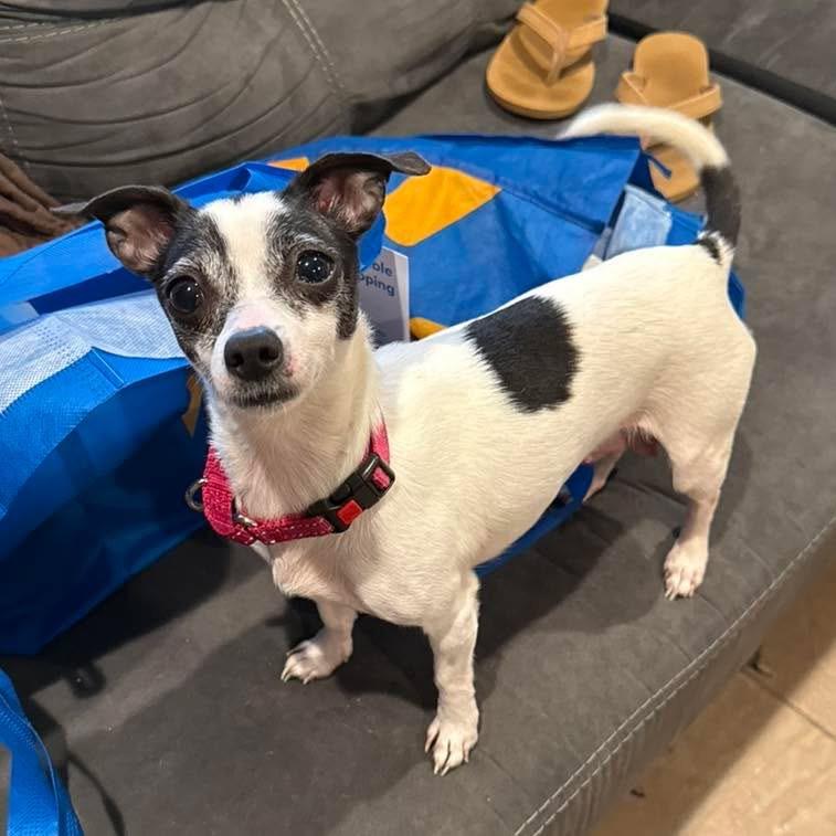 Honey, adopted, Adult Female Chihuahua.