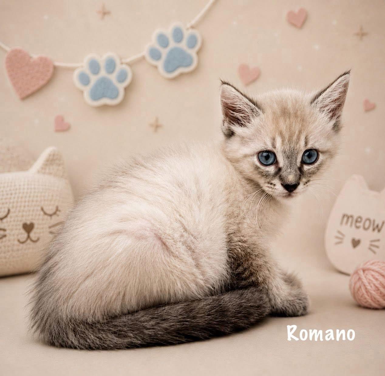 Enlarge Romano, a Adoptable Siamese in Dickinson, TX image 1/2