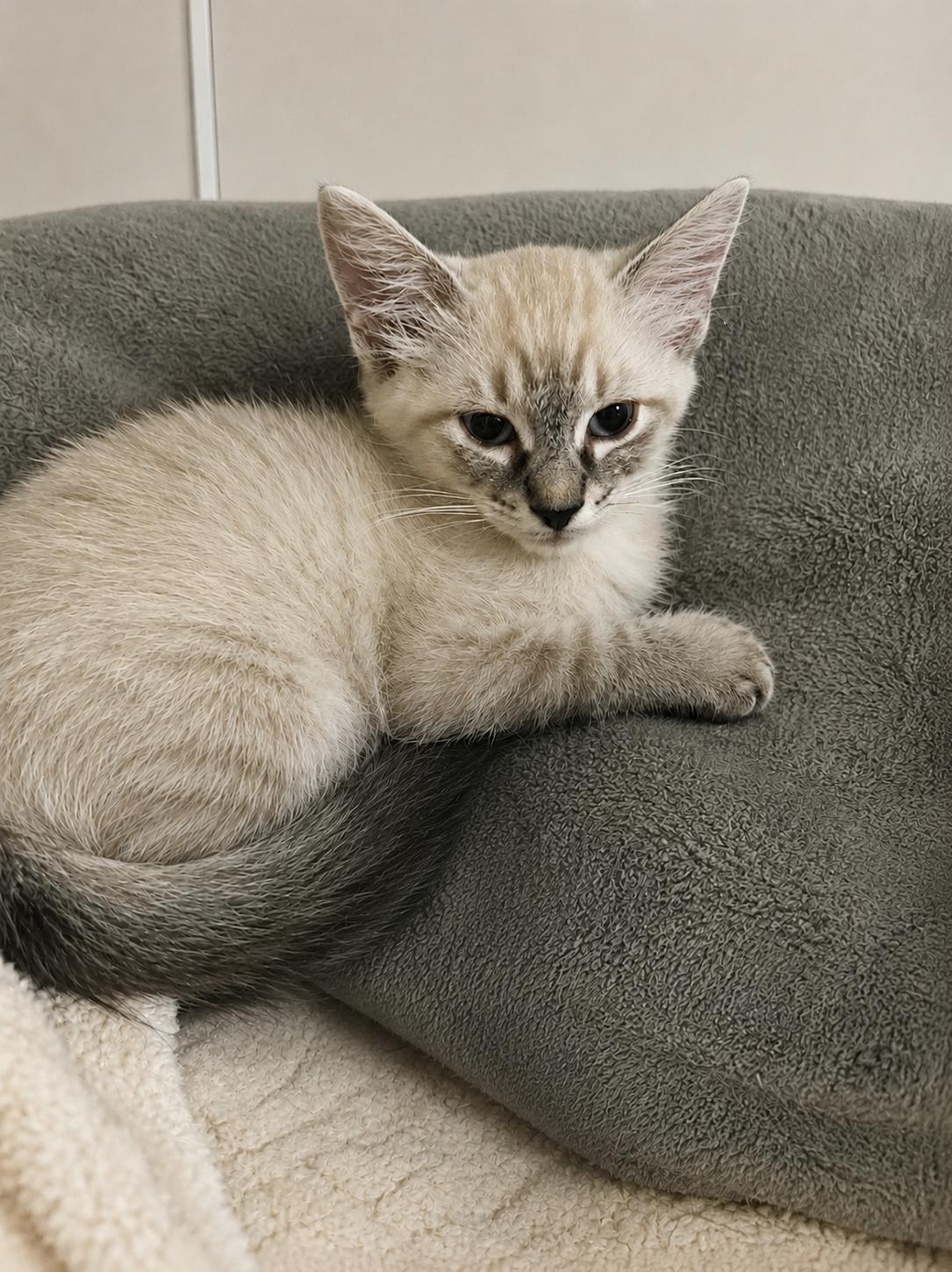 Enlarge Romano, a Adoptable Siamese in Dickinson, TX image 2/2