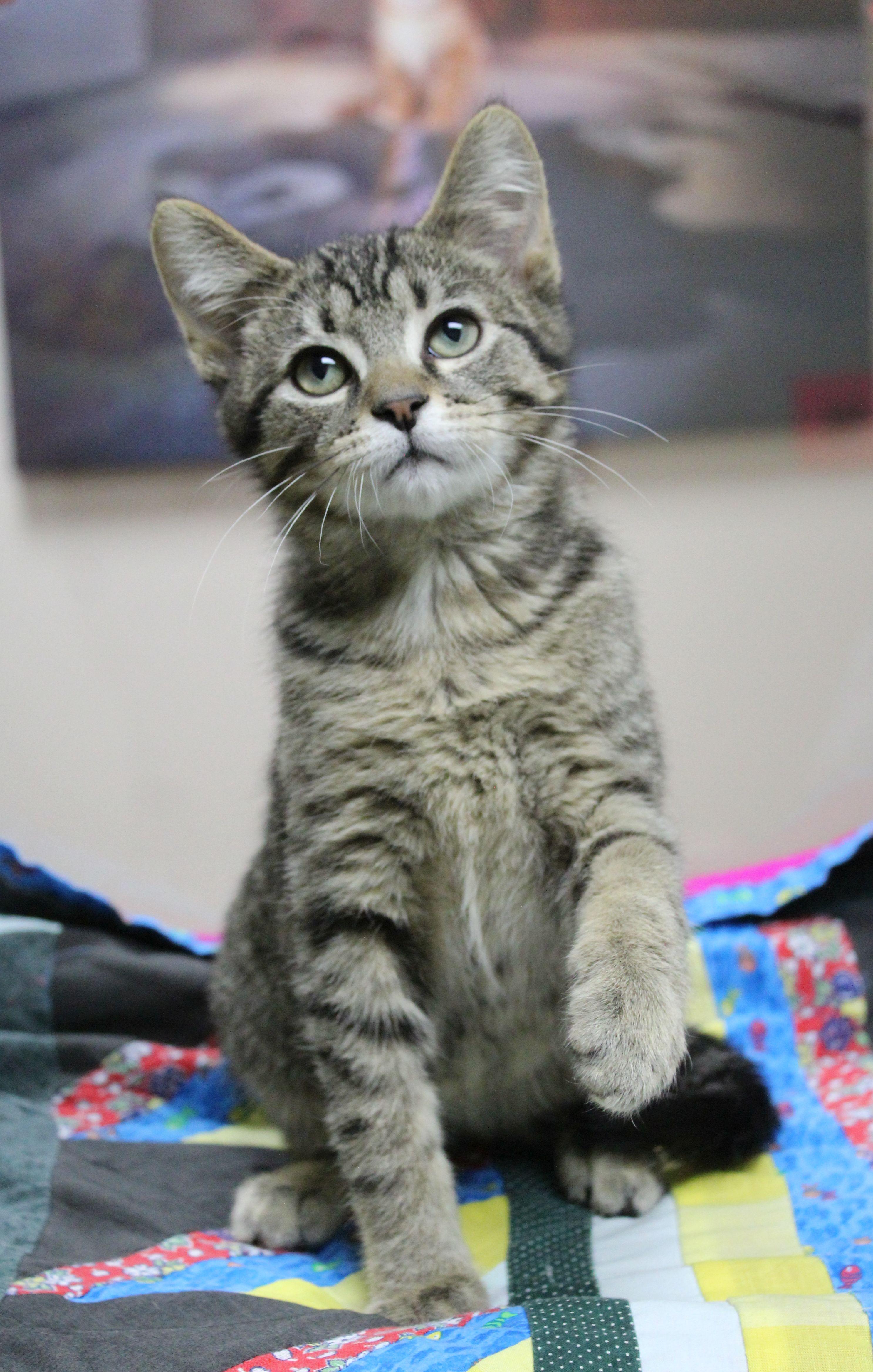 Enlarge Winslow, a ADOPTABLE Domestic Short Hair in Portage, WI image 1/1