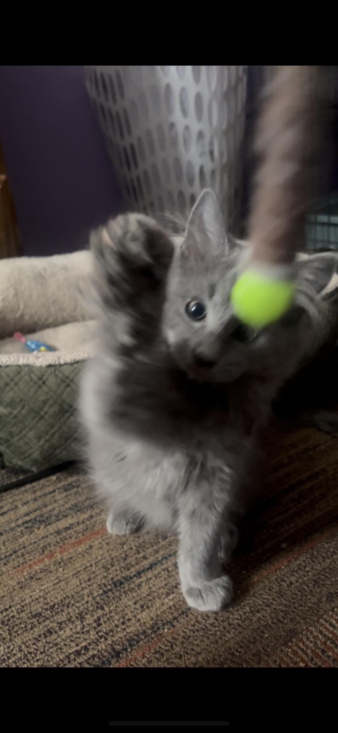 Enlarge Silver , an adopted mixed breed in Newark valley, NY image 3/6