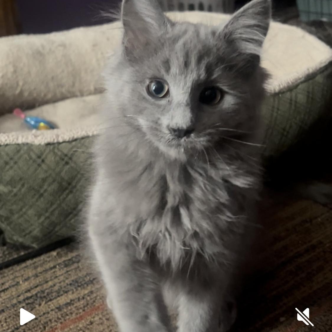 Silver , adopted, Kitten Male Nebelung & Russian Blue.