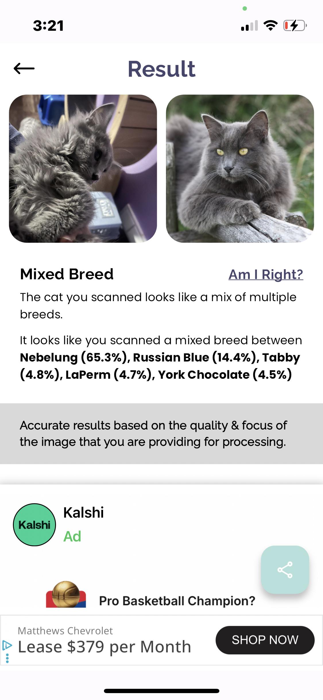 Enlarge Silver , an adopted mixed breed in Newark valley, NY image 4/6