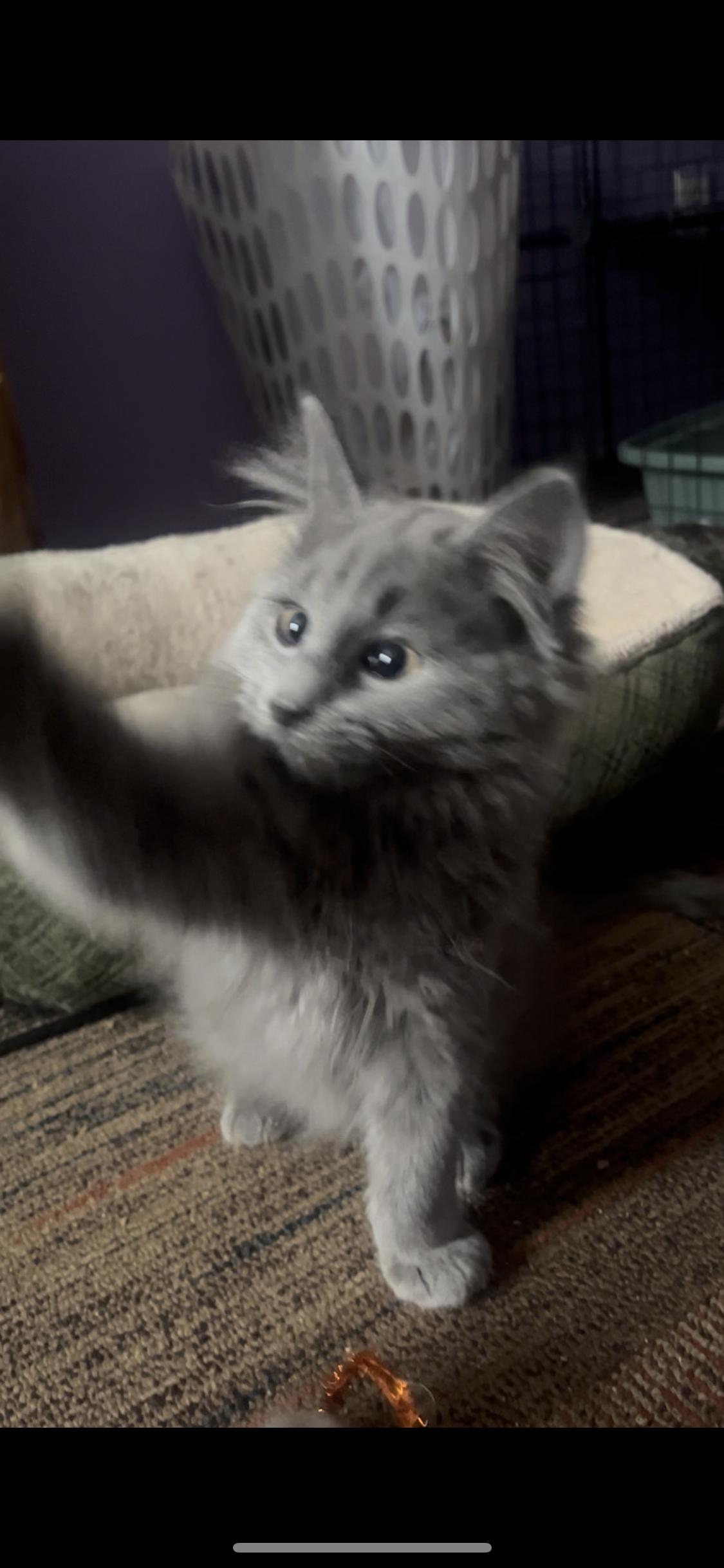 Enlarge Silver , an adopted mixed breed in Newark valley, NY image 5/6