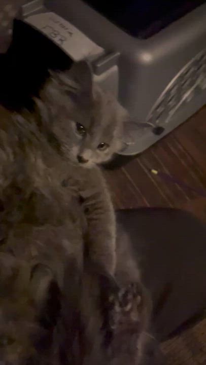 Enlarge Silver , an adopted mixed breed in Newark valley, NY video 2/6