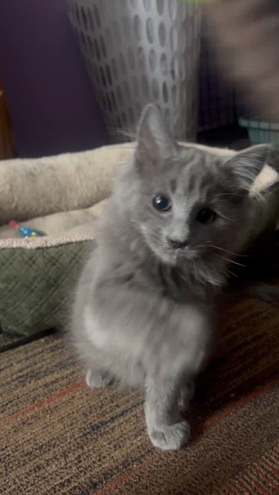 Enlarge Silver , an adopted mixed breed in Newark valley, NY video 6/6