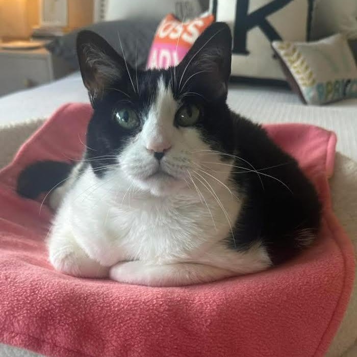 Jill, a Adoptable Domestic Short Hair in Buffalo, NY image 2/5