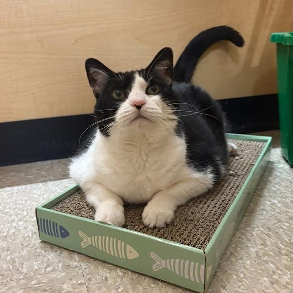 Jill, a Adoptable Domestic Short Hair in Buffalo, NY image 4/5