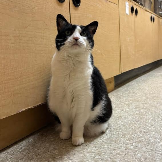 Jill, a Adoptable Domestic Short Hair in Buffalo, NY image 1/5