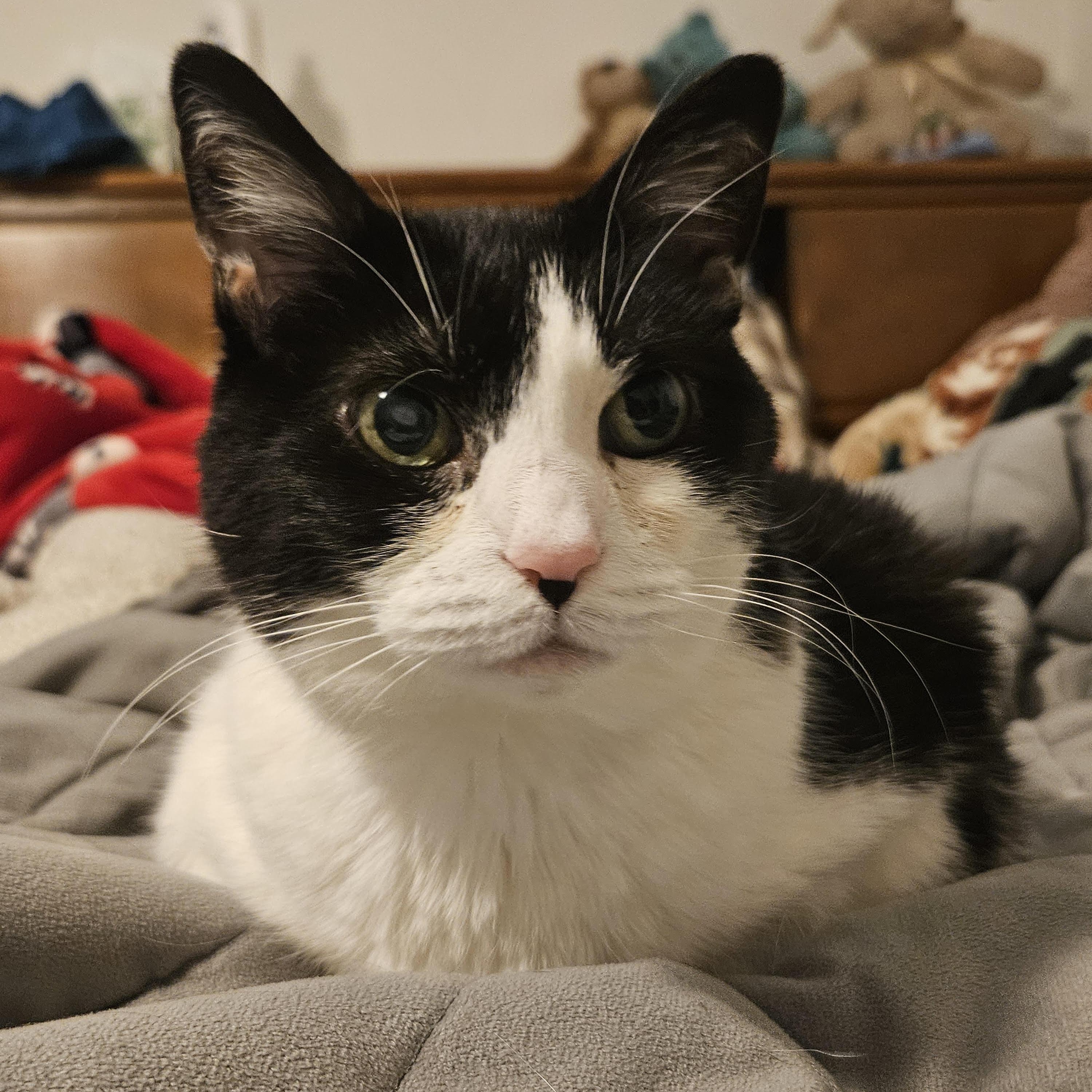 Jill, Adoptable, Senior Female Domestic Short Hair.