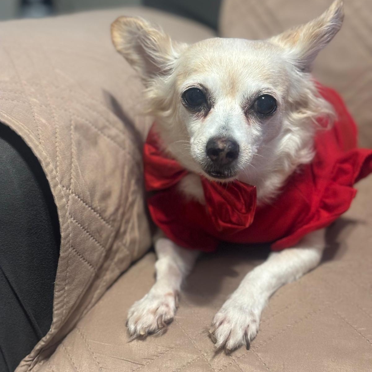 Enlarge CARMENCITA (out of town), an adopted mixed breed in New York, NY image 1/5