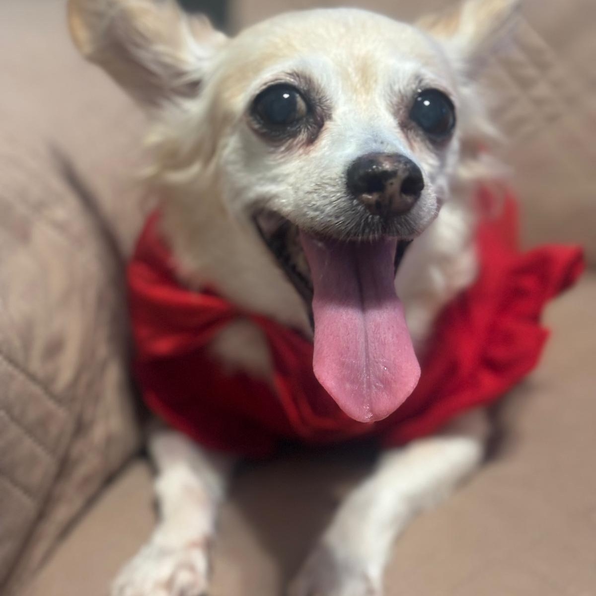 Enlarge CARMENCITA (out of town), an adopted mixed breed in New York, NY image 4/5