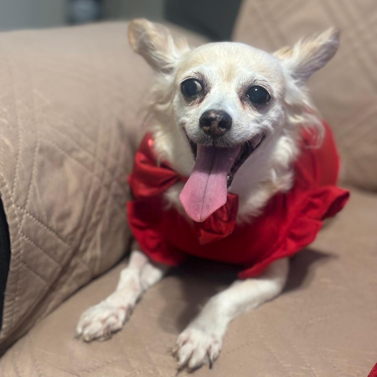 Enlarge CARMENCITA (out of town), an adopted mixed breed in New York, NY image 3/5