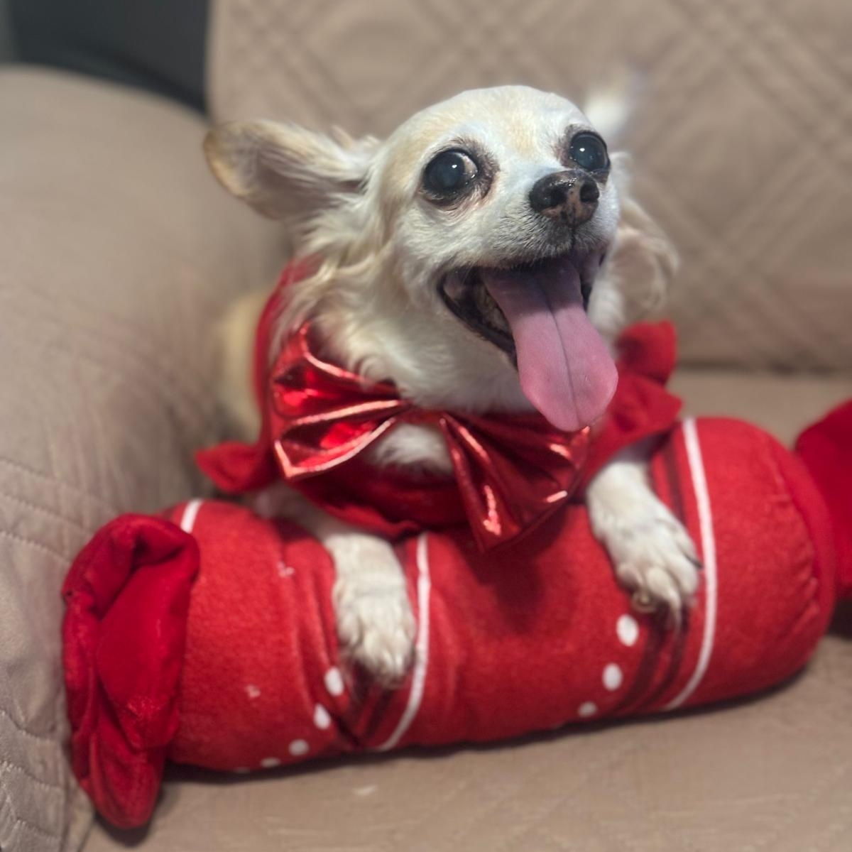Enlarge CARMENCITA (out of town), an adopted mixed breed in New York, NY image 5/5