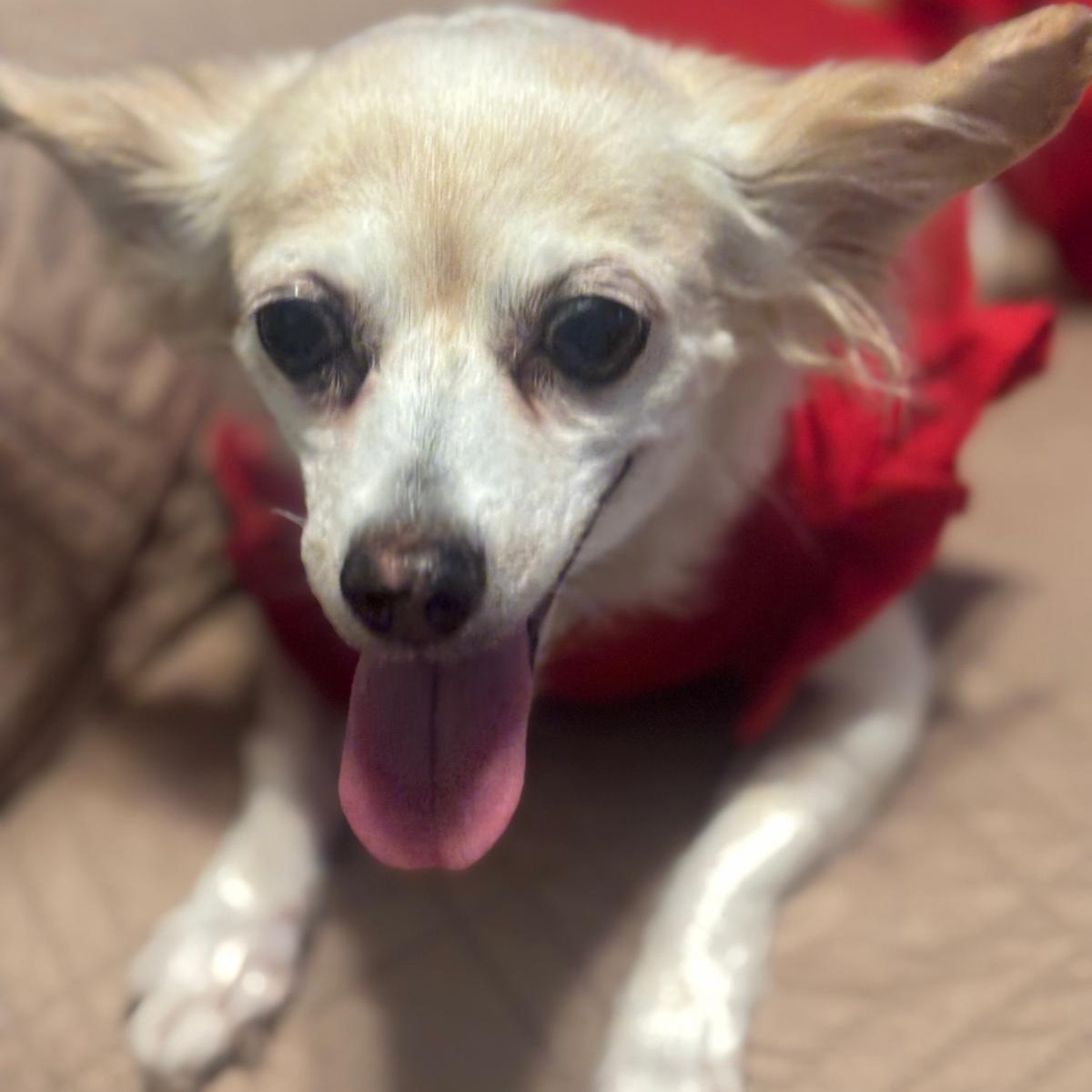 Enlarge CARMENCITA (out of town), an adopted mixed breed in New York, NY image 2/5