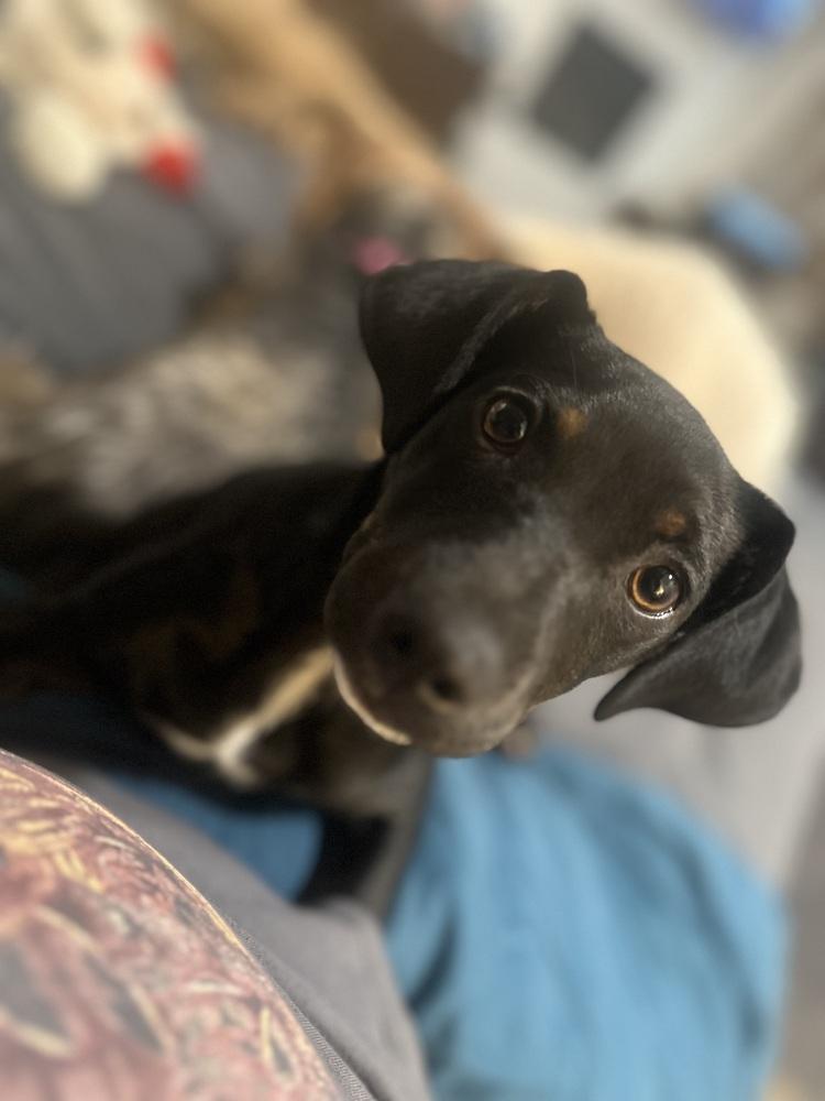 Enlarge THEO, a Adoptable mixed breed in Beaumont, CA image 1/2