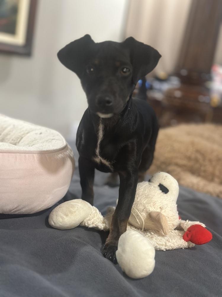 Enlarge THEO, a Adoptable mixed breed in Beaumont, CA image 2/2