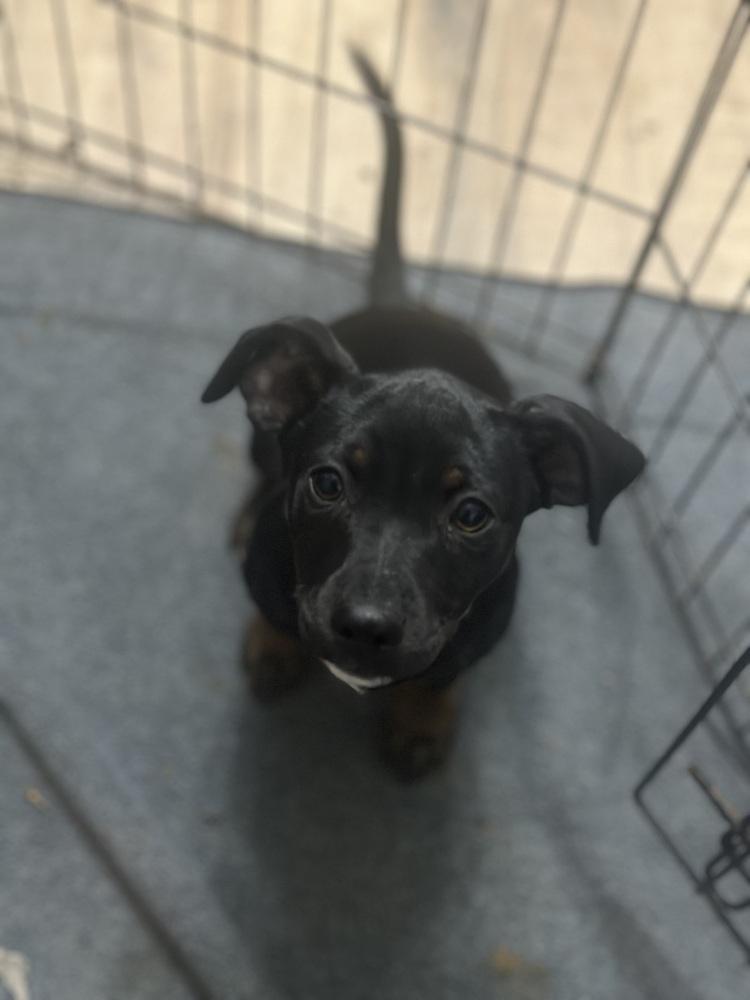 THEO, Adoptable, Puppy Male Miniature Pinscher & Poodle.
