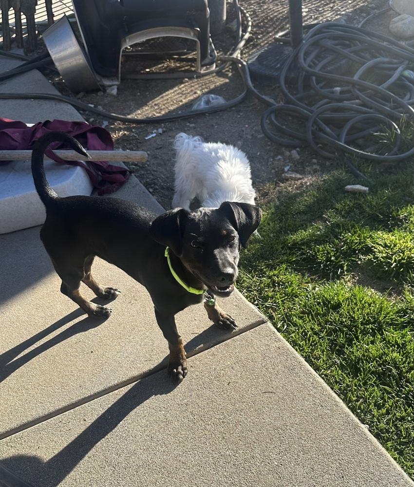 Enlarge THEO, a Adoptable mixed breed in Beaumont, CA image 3/3
