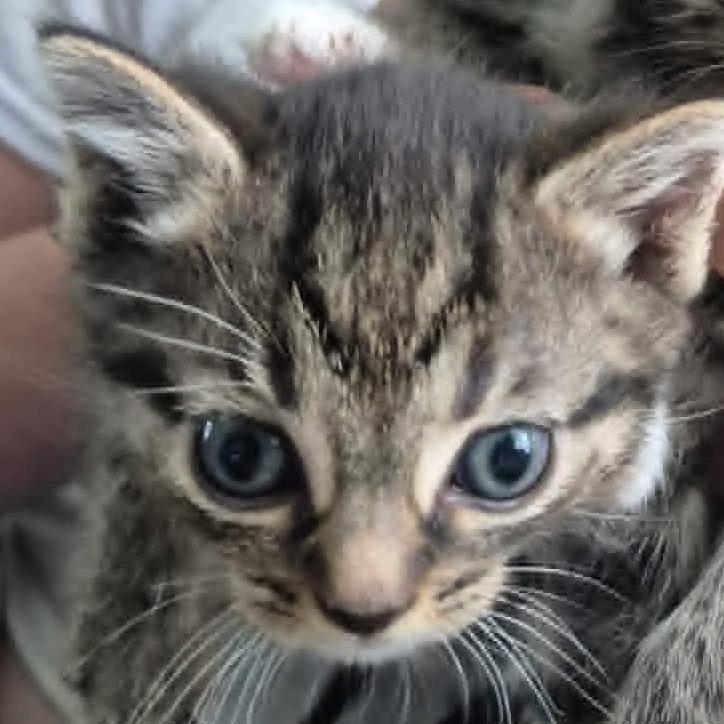 Hermione, a Adoptable Domestic Short Hair in Charlottesville, VA image 2/3