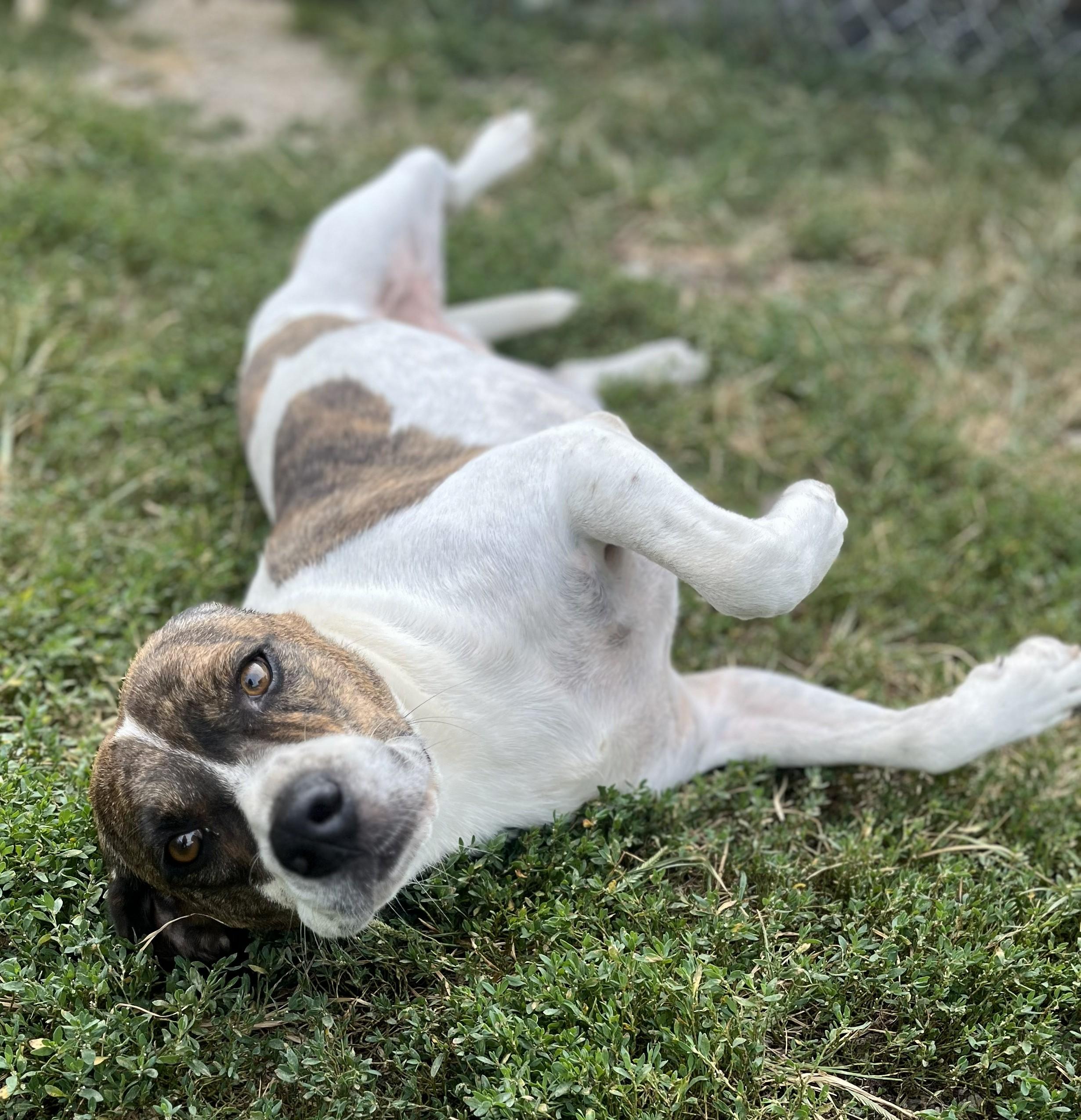 Enlarge Willie, a ADOPTABLE Mountain Cur in Mount Sterling, KY image 4/4