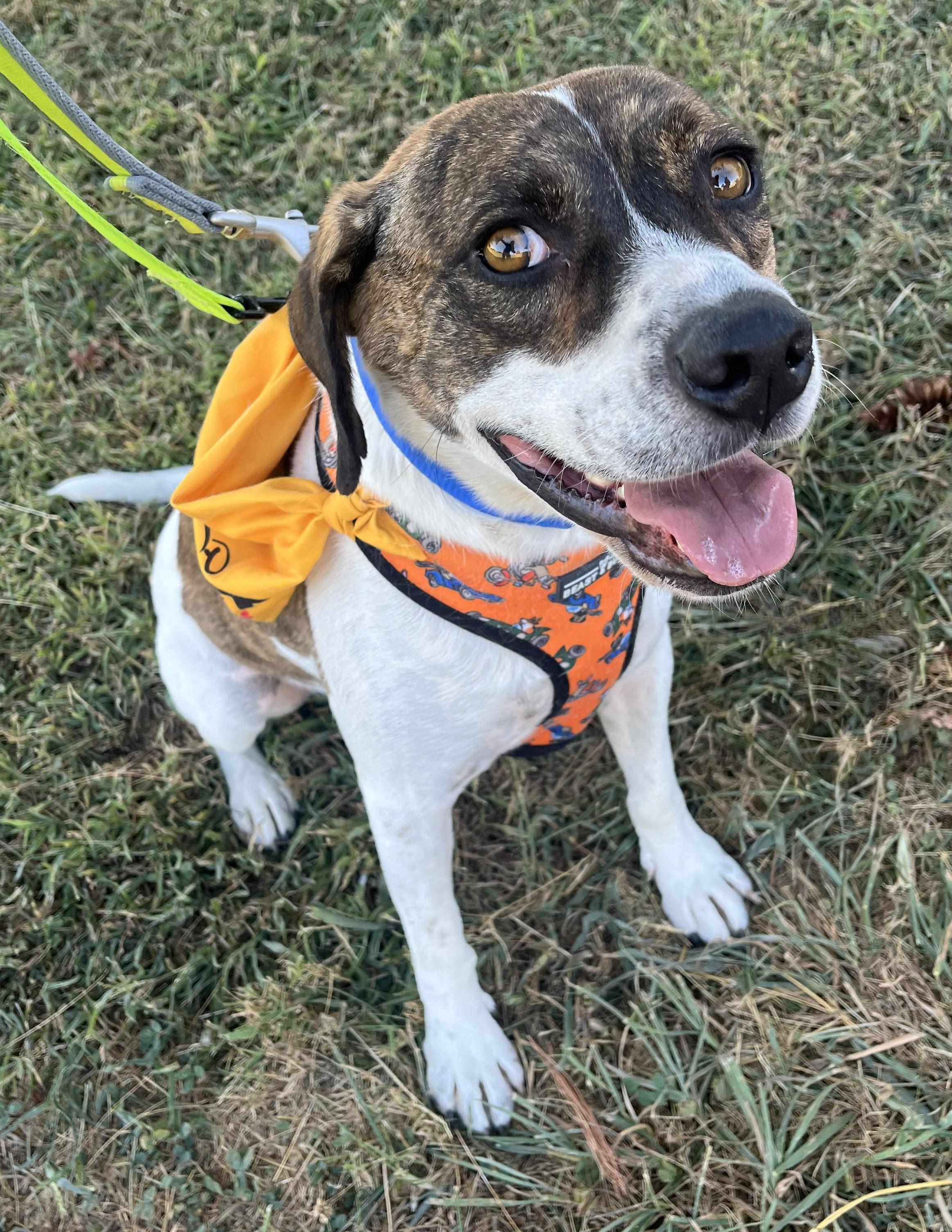 Enlarge Willie, a ADOPTABLE Mountain Cur in Mount Sterling, KY image 2/4