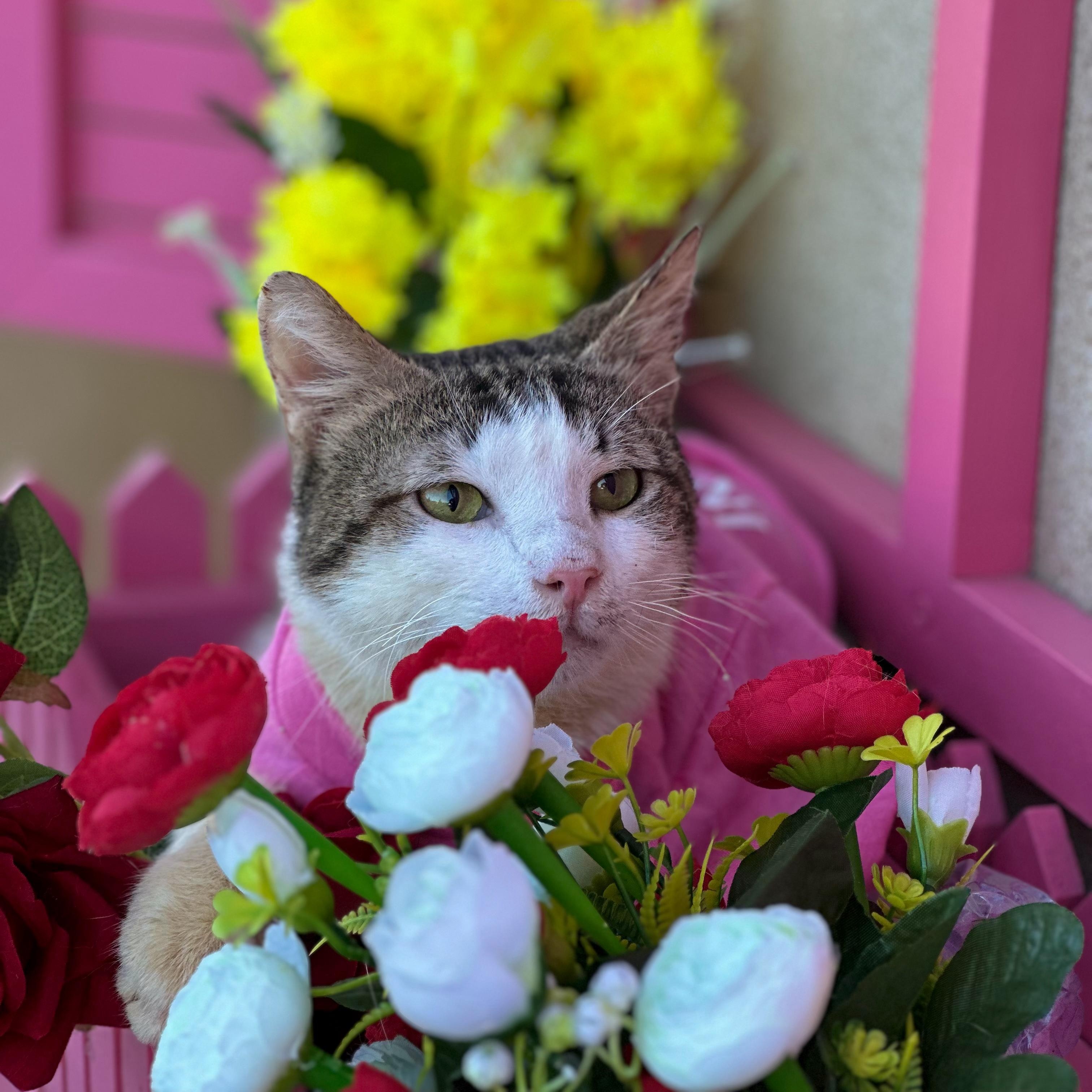 Enlarge Bob, an adopted Domestic Short Hair in new york, NY image 5/5