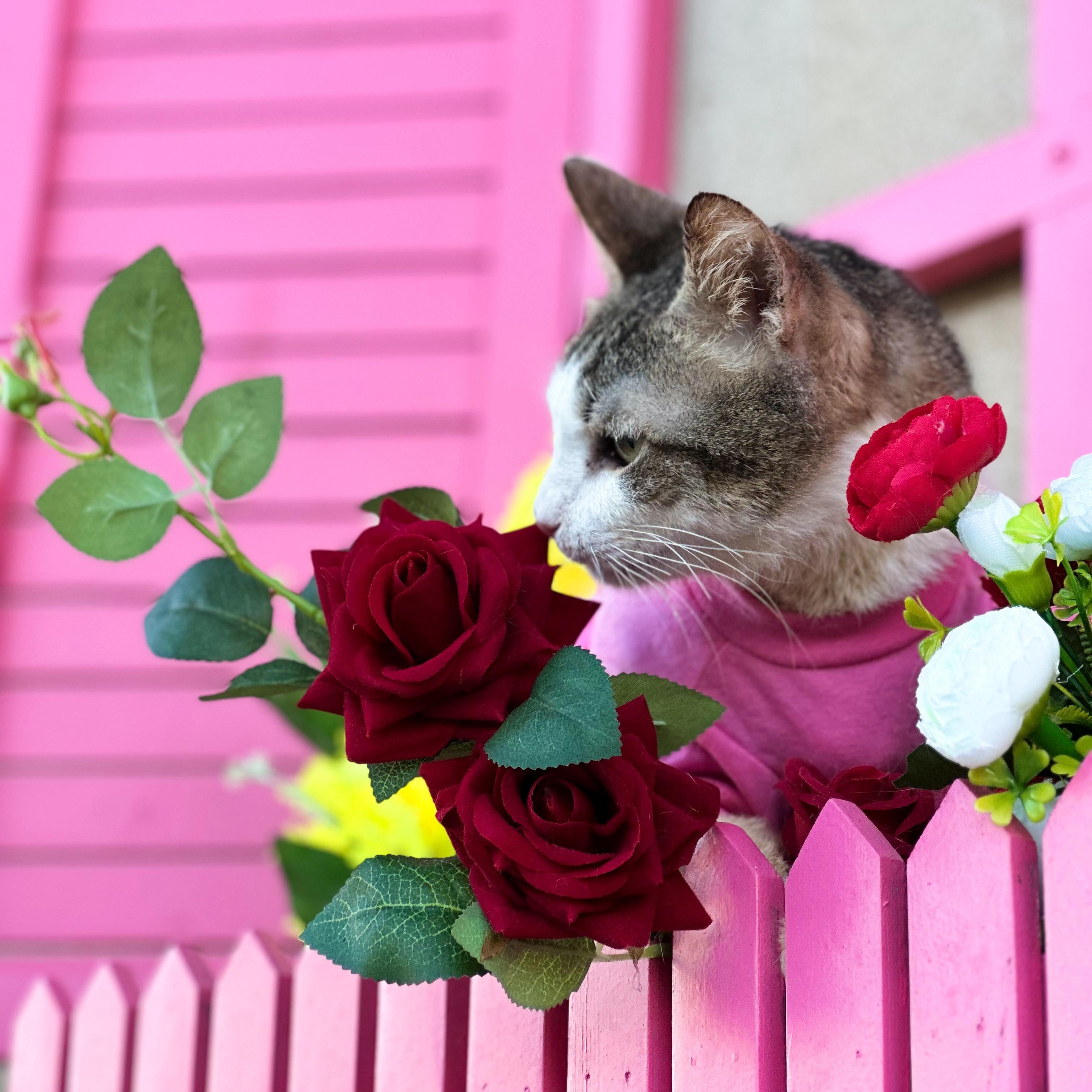 Enlarge Bob, an adopted Domestic Short Hair in new york, NY image 3/5