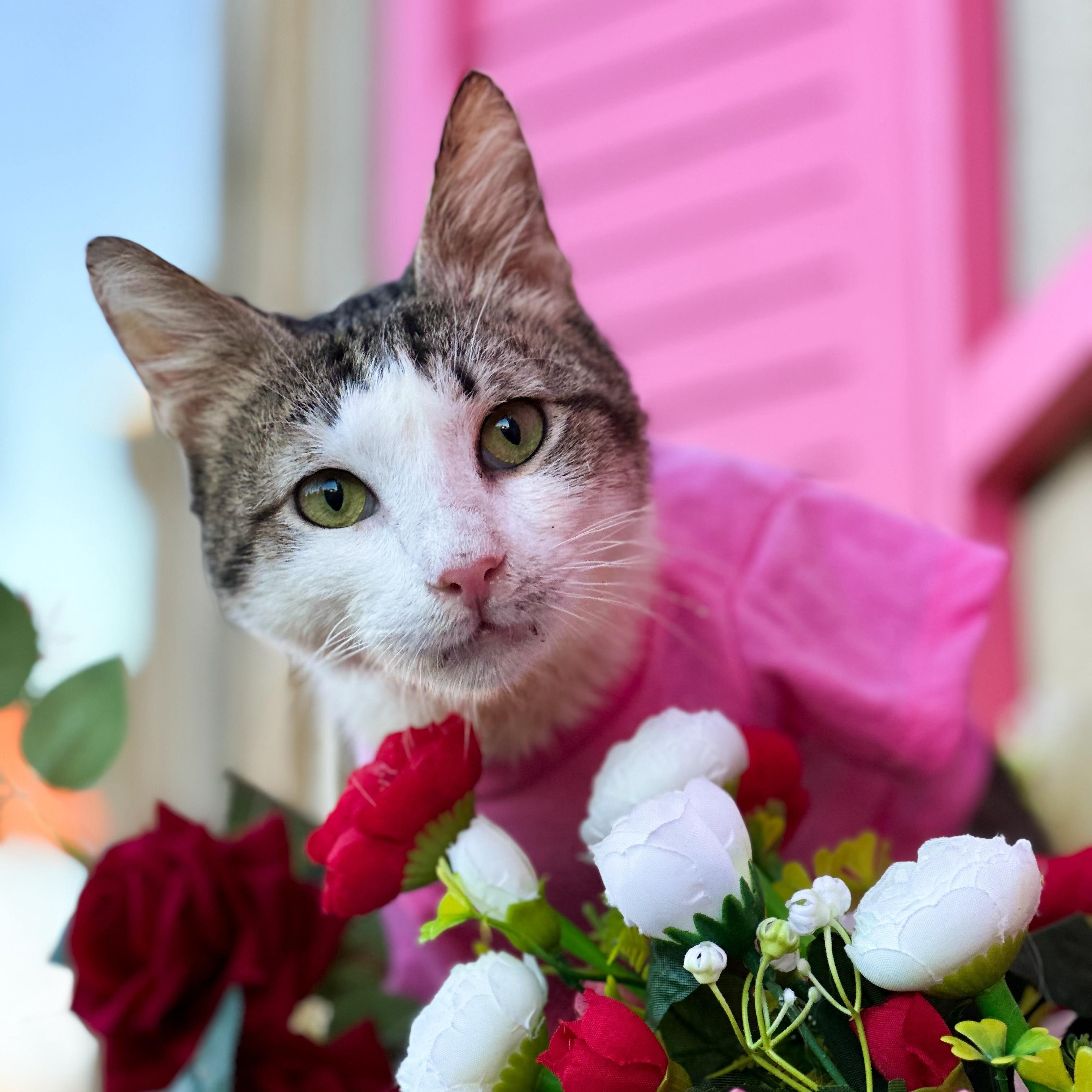 Enlarge Bob, an adopted Domestic Short Hair in new york, NY image 4/5
