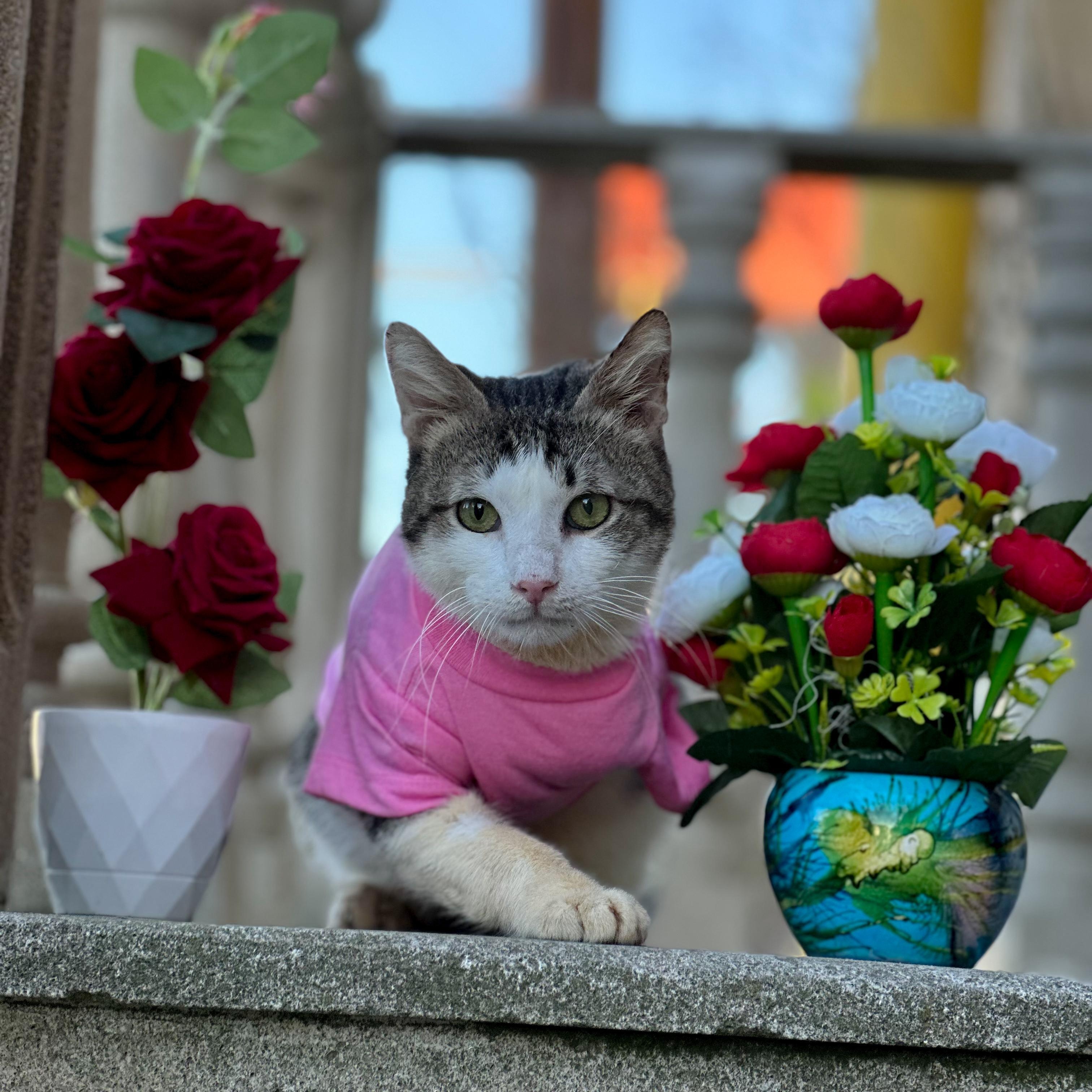 Enlarge Bob, an adopted Domestic Short Hair in new york, NY image 2/5